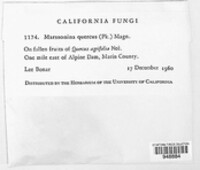 Image of Marssonina quercus